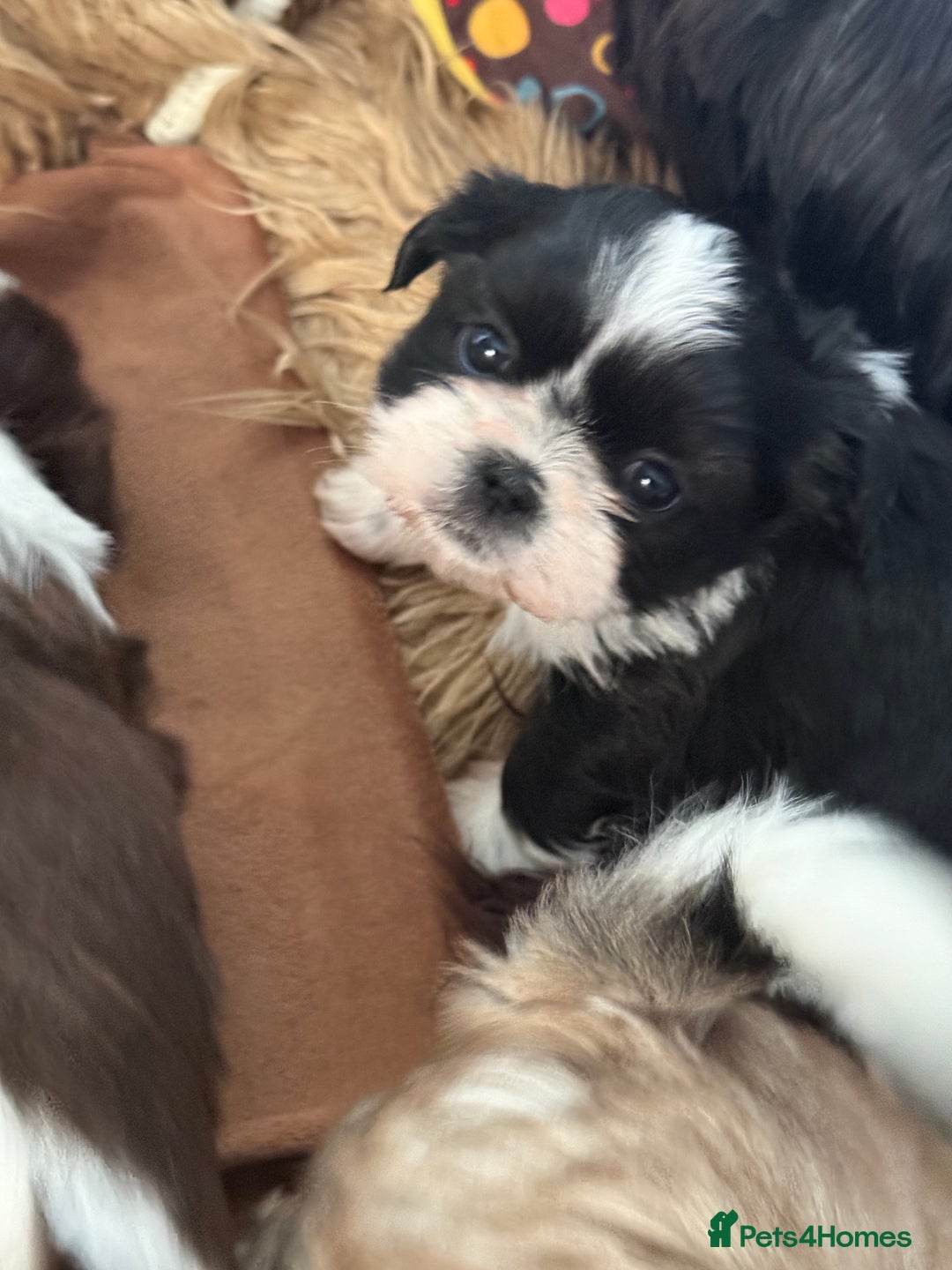Shih Tzu dogs for sale: READY NOW …Special prices on pups POA  - Advert 10
