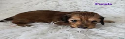 Miniature Dachshund dogs for sale: STUNNING KC SHADED RED LONG HAIR - Advert 7