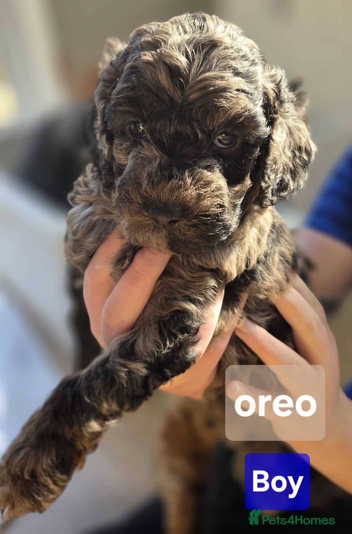 Cockapoo dogs Merle F1b Cockapoo Pups *Last 2* - Advert 9