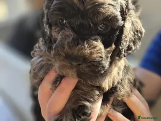 Cockapoo dogs Merle F1b Cockapoo Pups *Last 2* - Advert 9