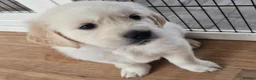 Golden Retriever dogs for sale: Cream and golden retriever puppies in Bristol - Advert 12