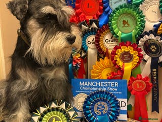 Miniature Schnauzer dogs Miniature Schnauzer stud - Advert 1