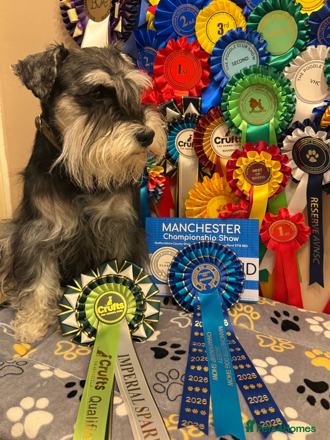 Miniature Schnauzer dogs for stud: Miniature Schnauzer stud - Advert 1