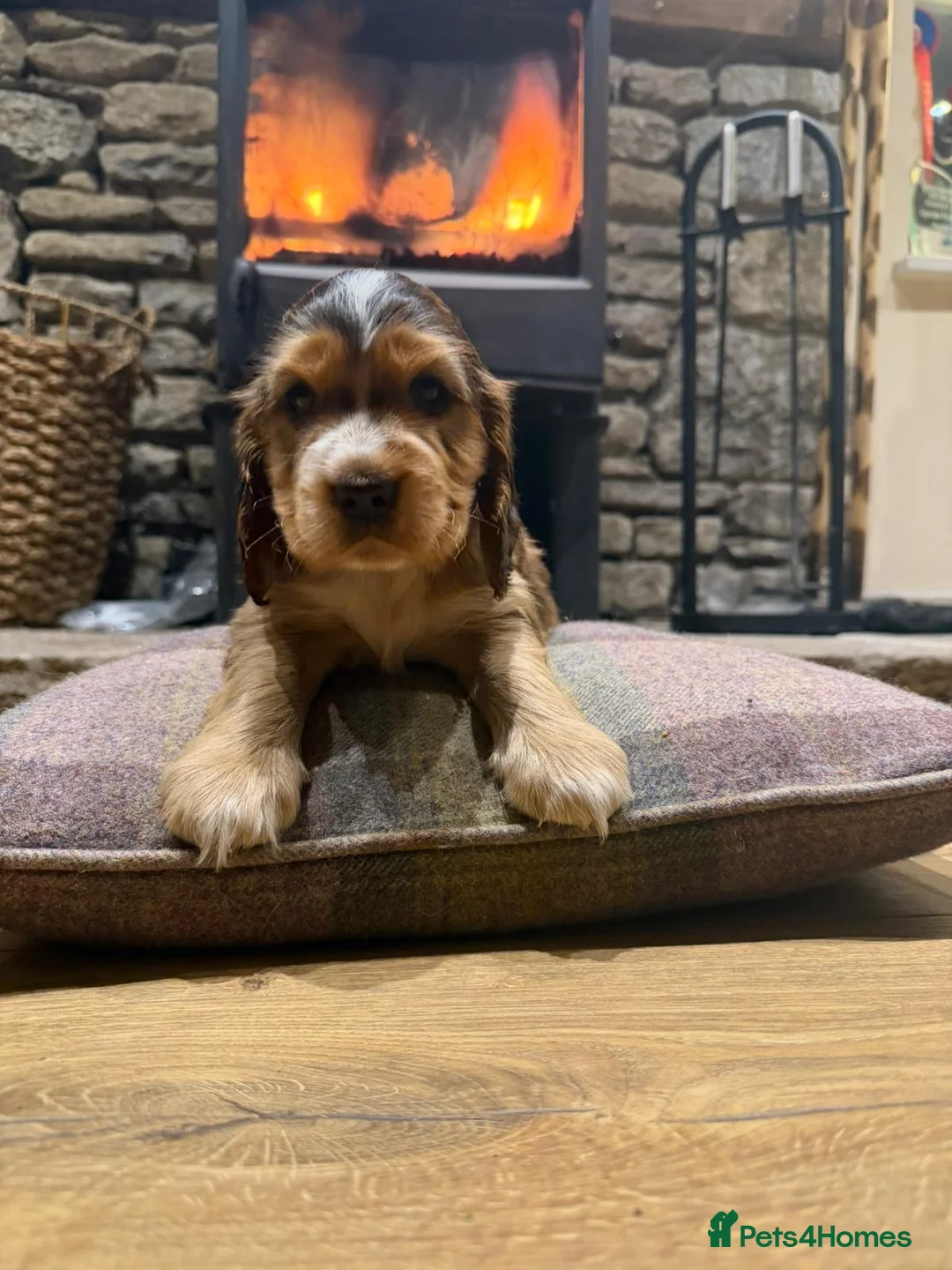 Cocker Spaniel dogs for sale: Stunning sable show cocker puppies in Kendal - Advert 2