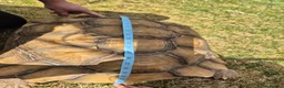 Tortoise reptiles for sale: 15 year old Sulcata Tortoise 23" - Advert 3