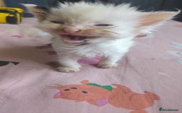 Mixed Breed cats for sale: Fluffy kitten - Image 8