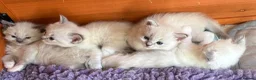 Ragdoll cats for sale: Grand Champion Sired Ragdoll Kittens - Advert 8