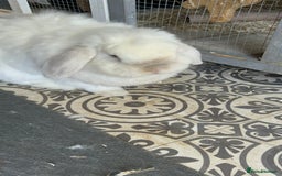 Mini Lop rabbits for sale: Male mini lop  - Image 10