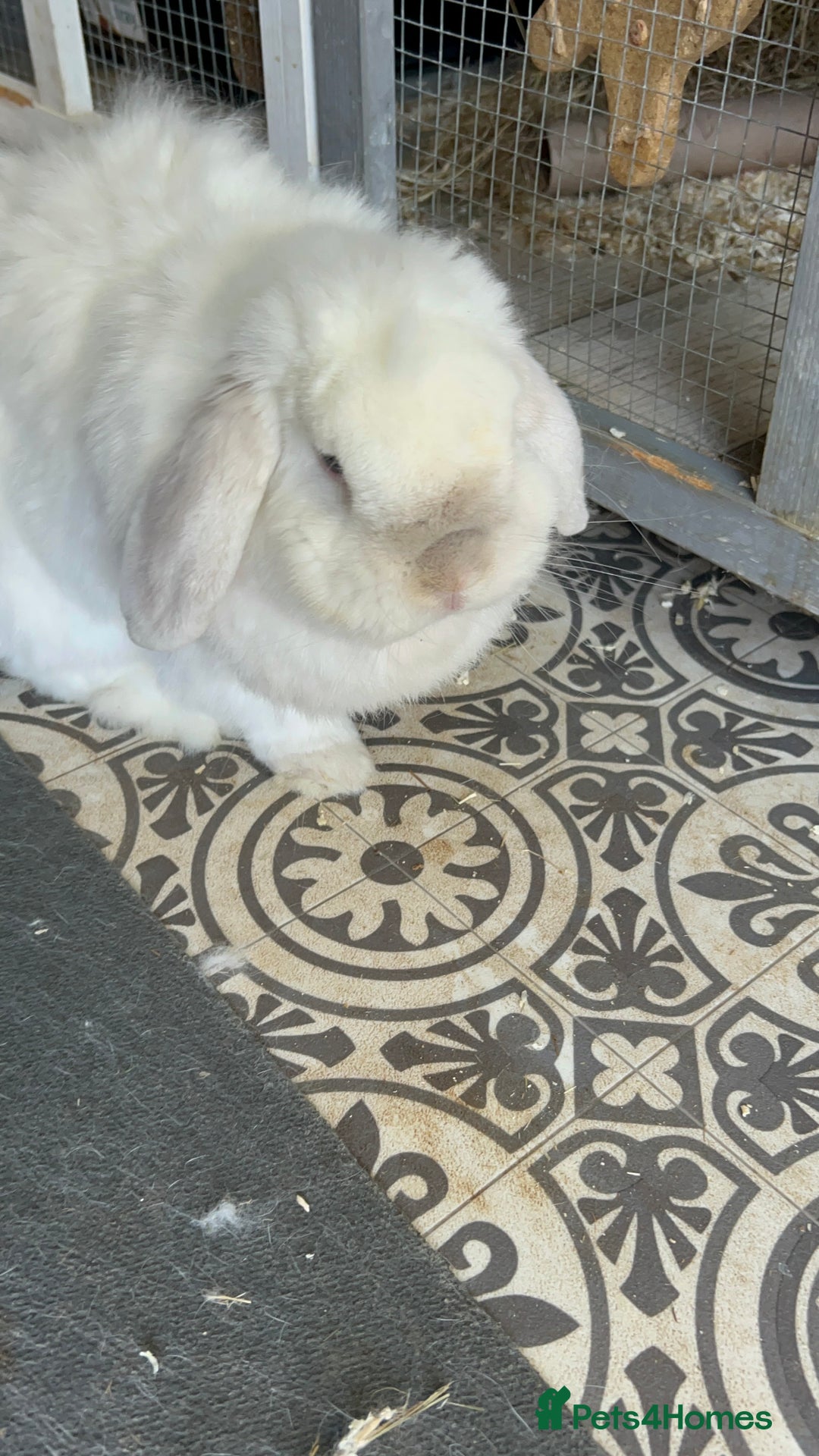 Mini Lop rabbits for sale: Male mini lop  - Image 10