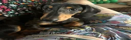 Miniature Dachshund dogs for sale: Dapple miniature dachshund - Advert 4