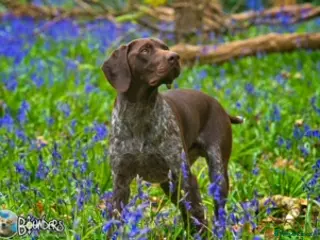 German Shorthaired Pointer dogs Jasper AKA Swallow of the north - Advert 11