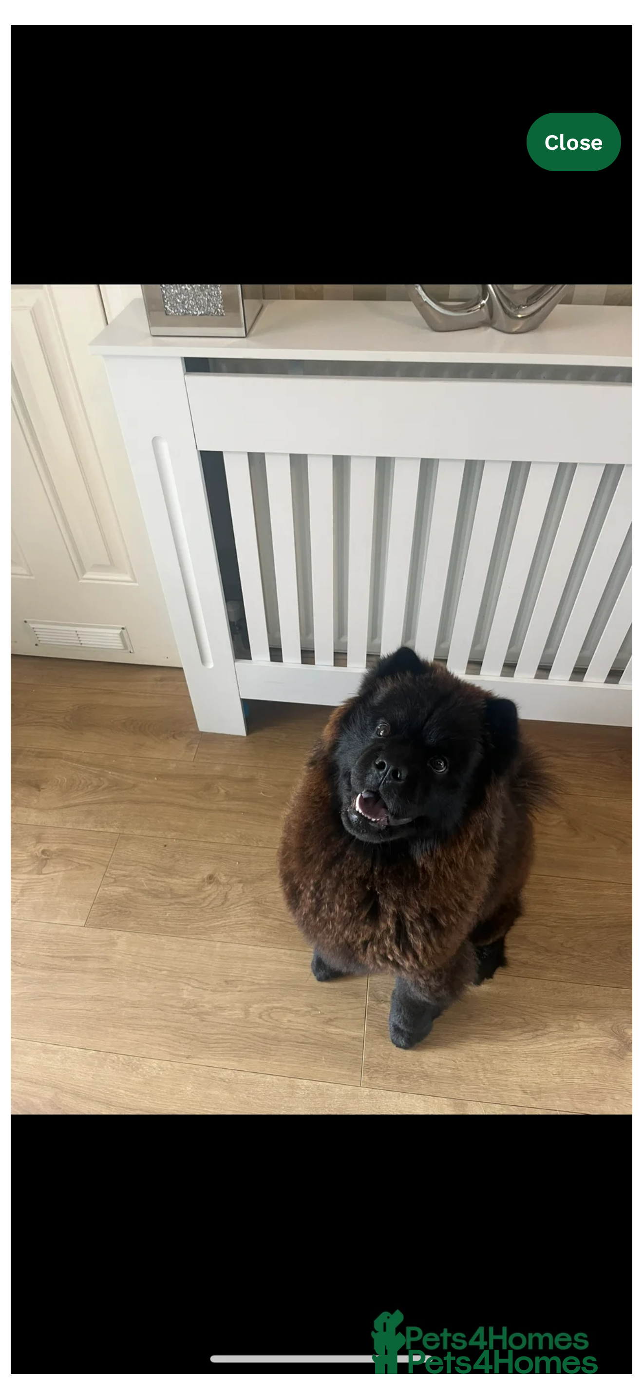 Chow Chow dogs Female Chow chow - Advert 14