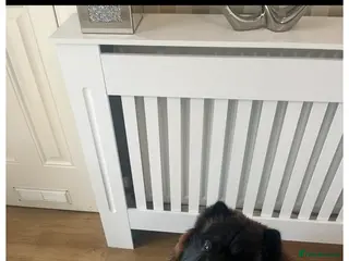 Chow Chow dogs Female Chow chow - Advert 14