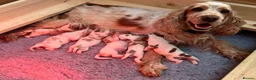 Cocker Spaniel dogs for sale: Cocker Spaniel Puppies–Timeless Charm&Sweet Nature in Bristol - Advert 2