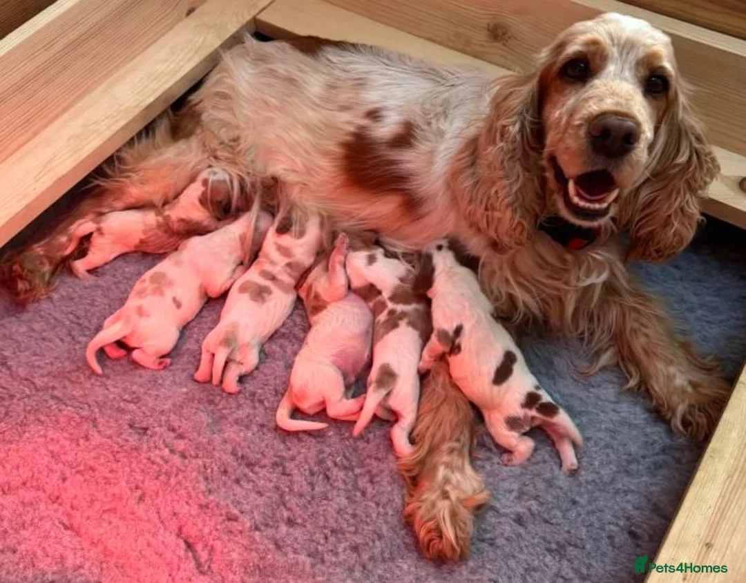 Cocker Spaniel dogs for sale: Cocker Spaniel Puppies–Timeless Charm&Sweet Nature in Bristol - Advert 2