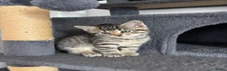 Mixed Breed cats for sale: Gorgeous tabby kittens  - Advert 16