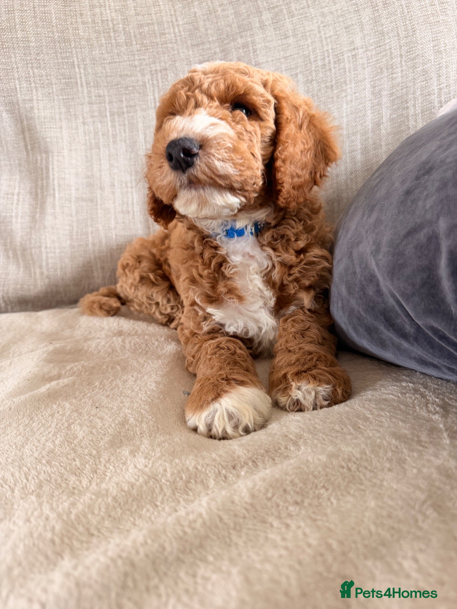 Mini Goldendoodle dogs S2027 LIST ! AUSTRALIAN DOODLES HEALTH TESTED🐾  - Advert 16