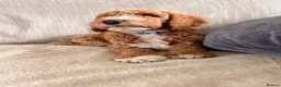 Mini Goldendoodle dogs for sale: S2027 LIST ! AUSTRALIAN DOODLES HEALTH TESTED🐾  - Advert 1