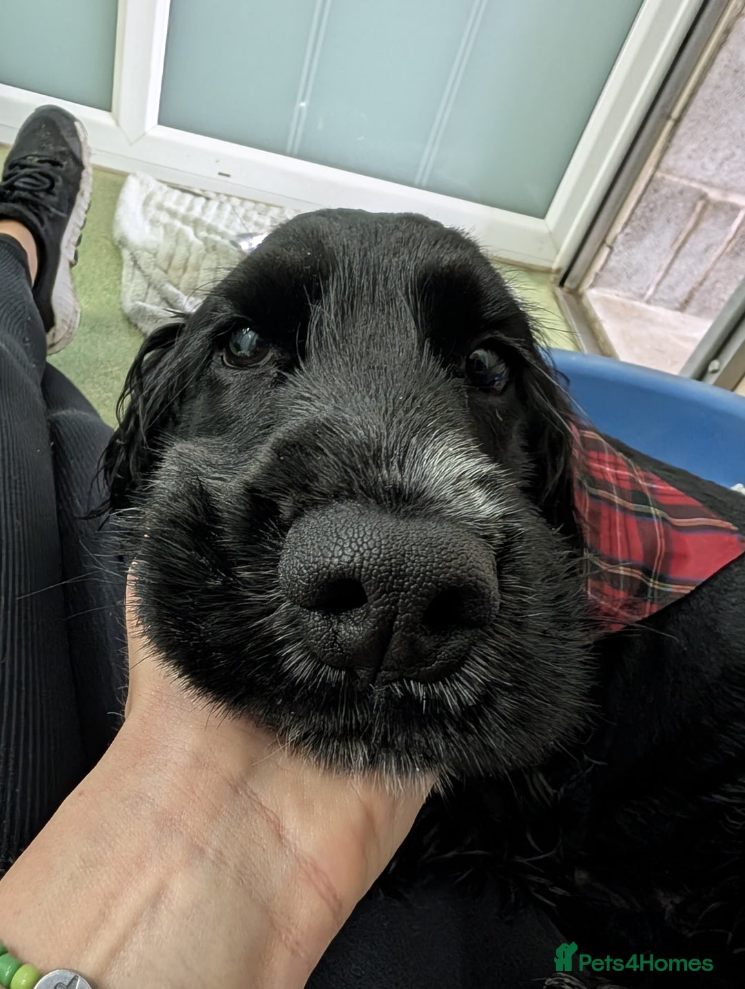 Cocker Spaniel dogs for adoption: Simba - Image 2