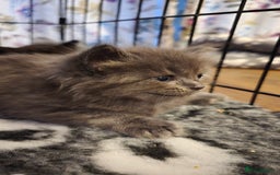 Maine Coon cats for sale: Stunning Maine Coon X  - Image 13