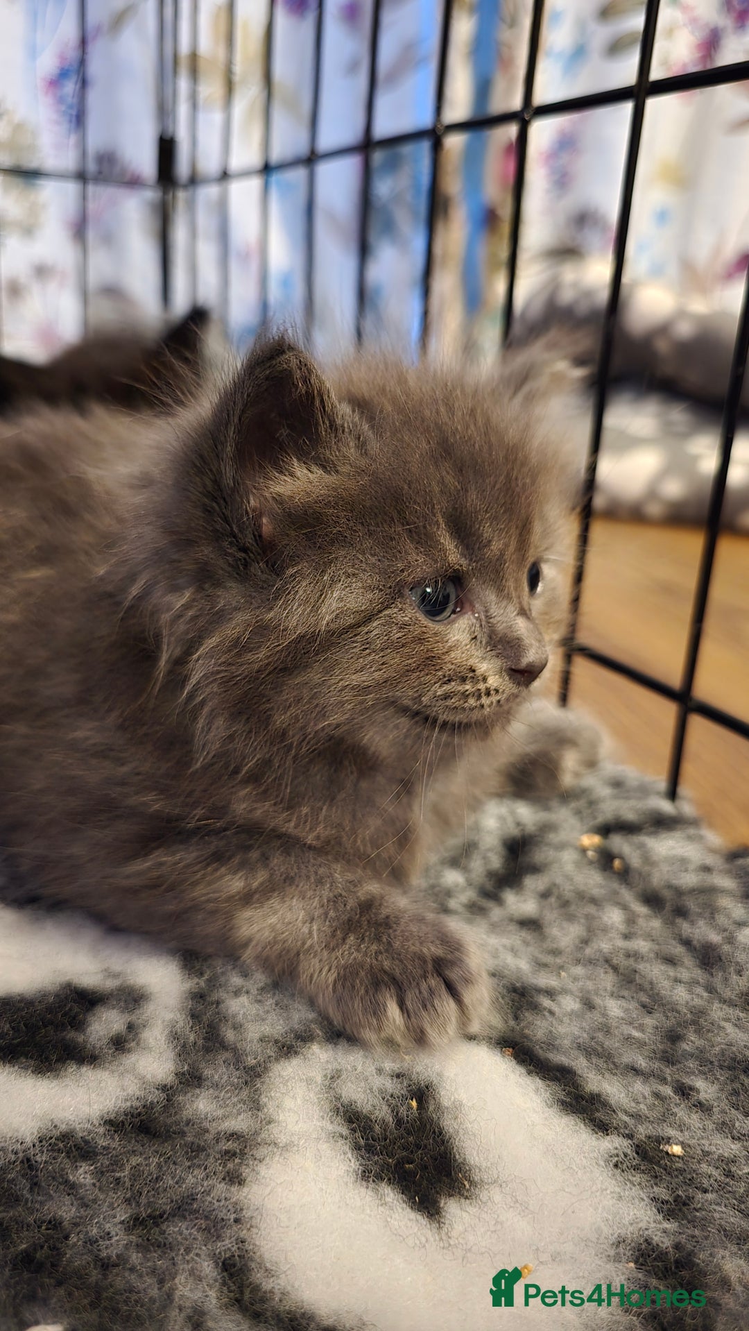 Maine Coon cats for sale: Stunning Maine Coon X  - Image 13