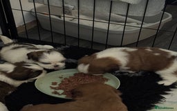 Shih Tzu dogs for sale: Beautiful Shih Tzu puppies  - Image 12