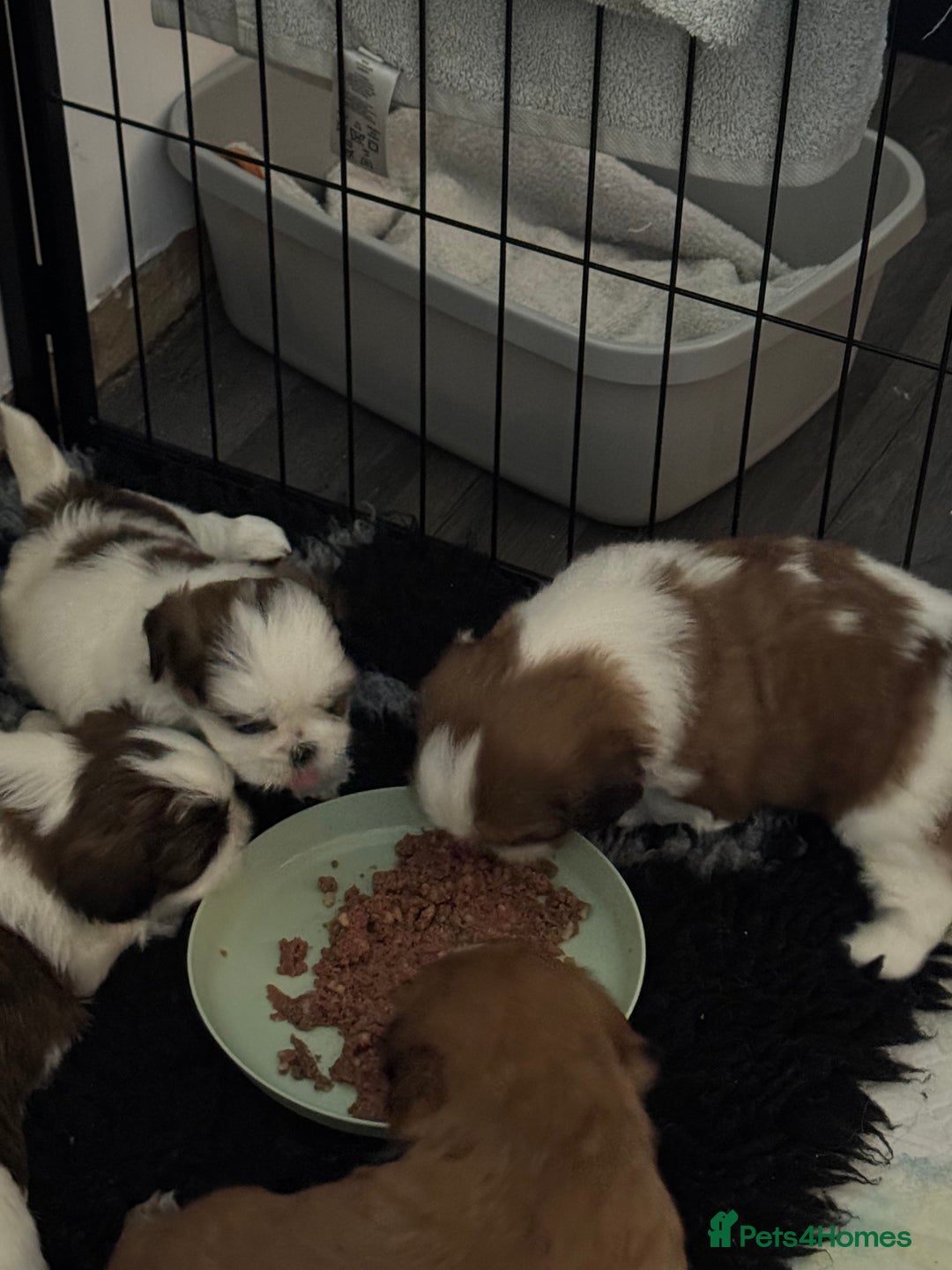 Shih Tzu dogs for sale: Beautiful Shih Tzu puppies  - Image 12