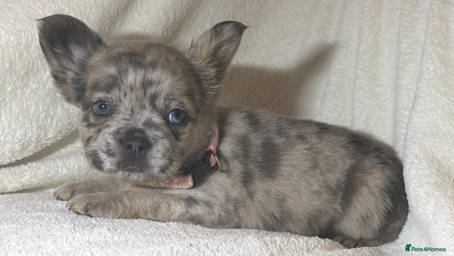 French Bulldog dogs Long-haired French bulldogs 🫶🏽 - Advert 1