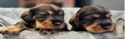 Dachshund dogs for sale: Stunning Kc standard wirehaired  - Advert 15