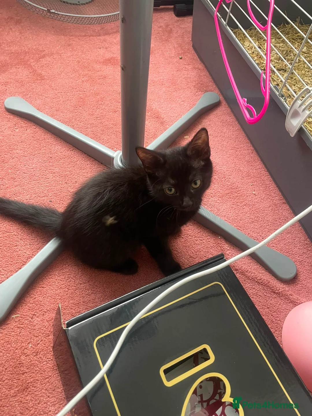 Mixed Breed cats for sale: Last kitty left but would like mum to go with her  - Advert 2