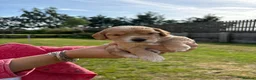 Cockapoo dogs for sale: Cockapoo Puppy - one chunky boy left 🐾 - Advert 12
