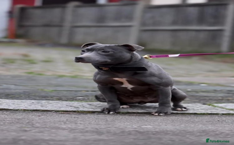 Staffordshire Bull Terrier dogs - Advert 1