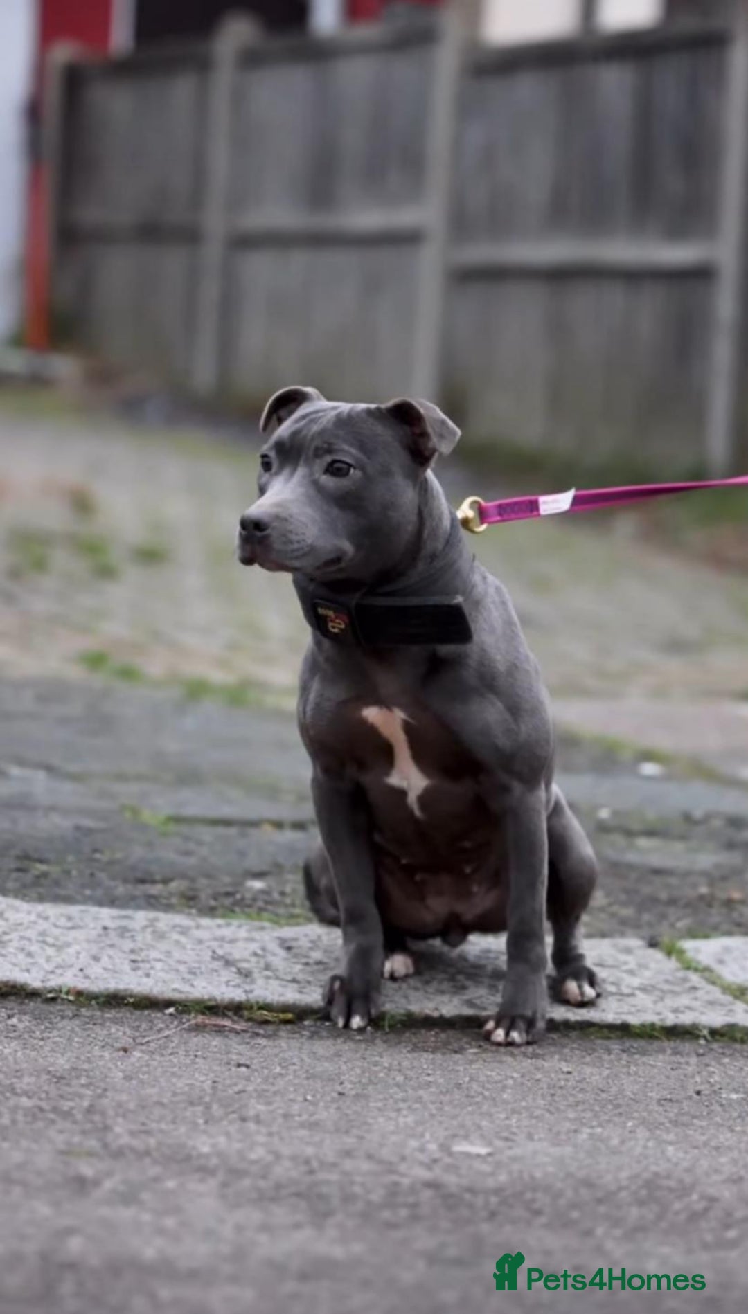 Staffordshire Bull Terrier dogs for sale: Our beloved Ivy - Image 1