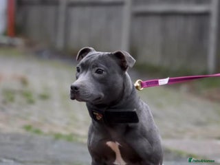 Staffordshire Bull Terrier dogs for sale - Advert 1