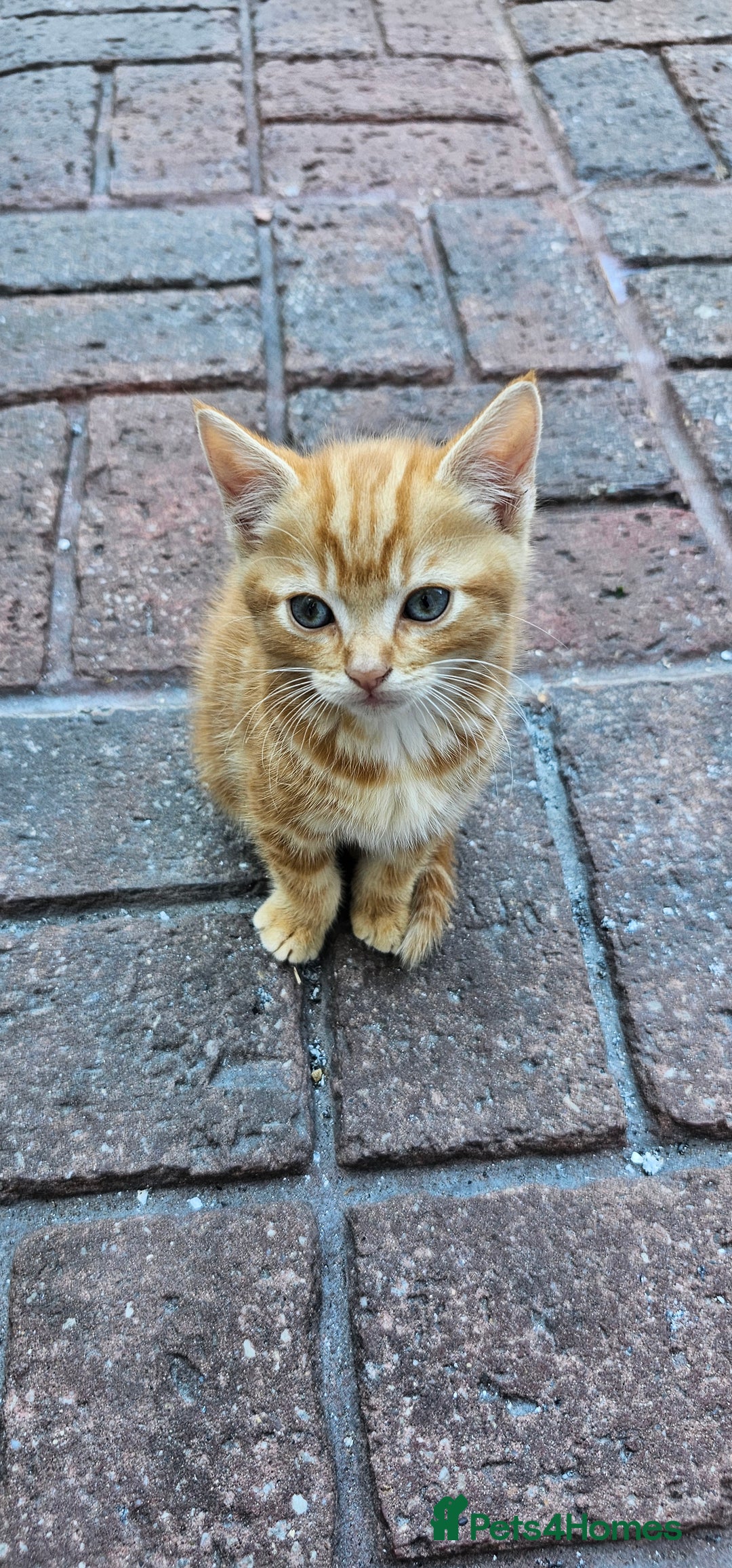 British Longhair cats for sale: 2males /2 famles - Image 4