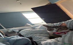 Domestic Shorthair cats for sale: Domestic shorthaird  - Image 8