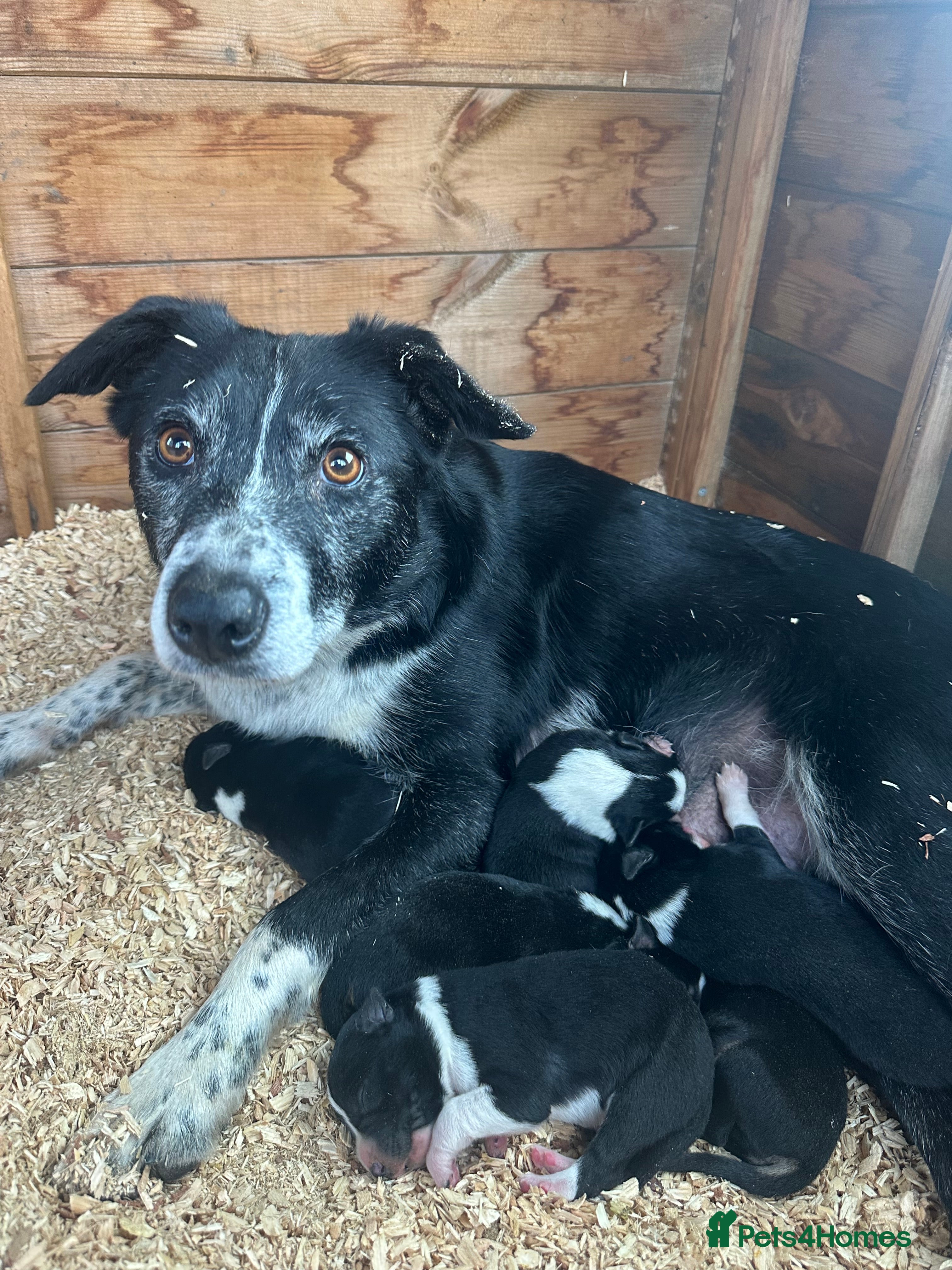 Border Collie dogs Working border collie puppies  - Advert 5