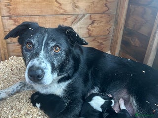 Border Collie dogs Working border collie puppies - Advert 1