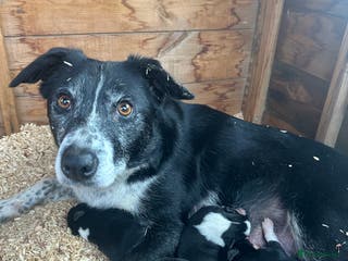 Border Collie dogs Working border collie puppies - Advert 18