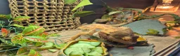 Bearded Dragon reptiles for sale: Bearded dragon for sale - Advert 7