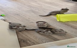British Shorthair cats for sale: British Blue Shorthair - Image 5