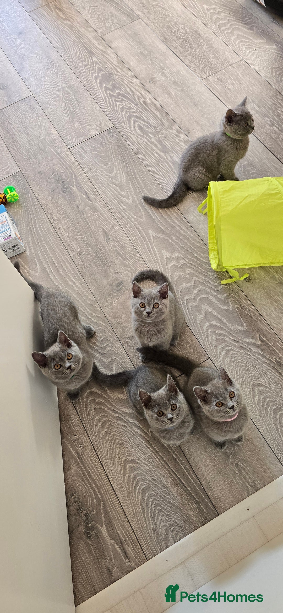 British Shorthair cats for sale: British Blue Shorthair - Image 5