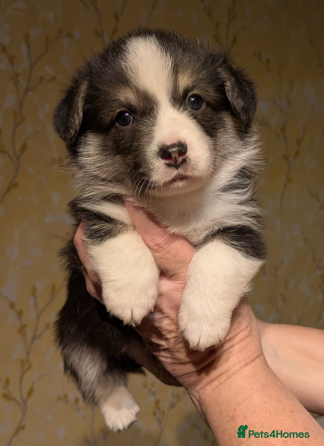 Welsh Corgi Pembroke dogs for sale: Well bred pembs pups DNA clear DM,eic, Vwd ,pra - Image 1