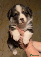 Welsh Corgi Pembroke dogs Well bred pembs pups DNA clear DM,eic, Vwd ,pra - Advert 8