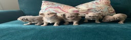 Chihuahua dogs for sale: Beautiful chihuahua puppies  - Advert 4