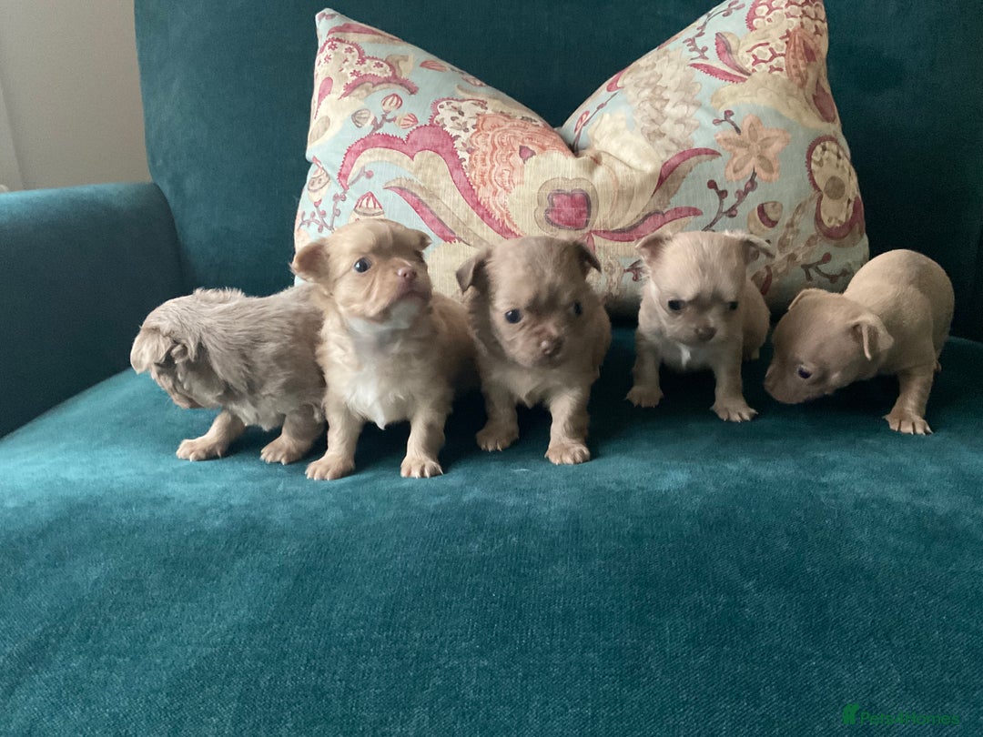 Chihuahua dogs for sale: Beautiful chihuahua puppies  - Advert 4