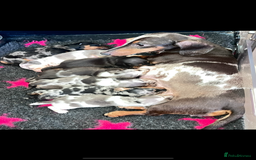 Miniature Dachshund dogs for sale: Beautiful sausages available - Image 7