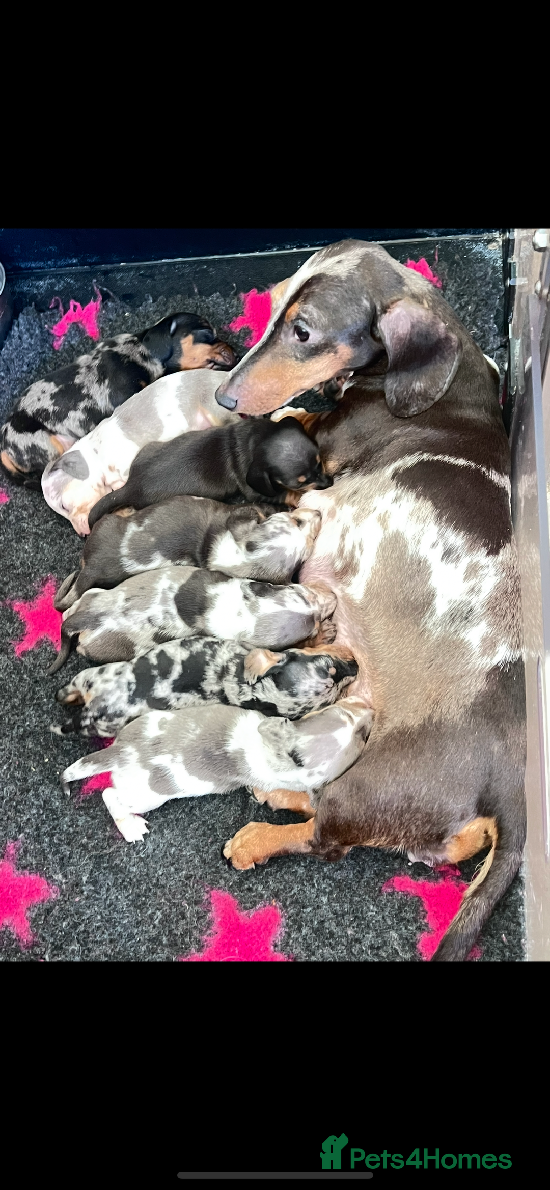 Miniature Dachshund dogs for sale: Beautiful sausages available - Image 7