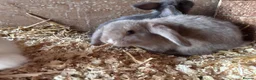 Mini Lop rabbits for sale: 5 beautiful bunnies for sale  - Advert 25