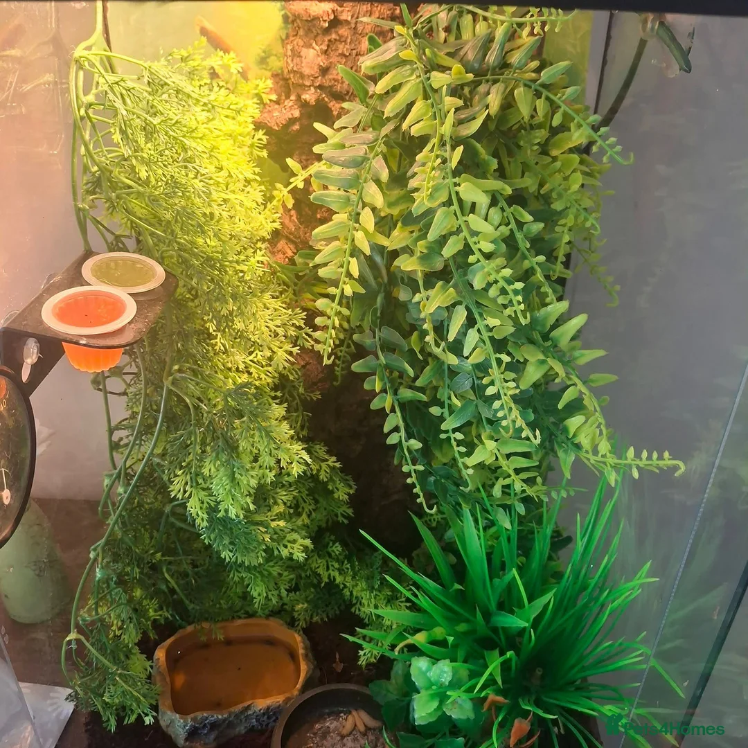 Gecko reptiles for sale: Geko and full tank set up  in Bury - Advert 4